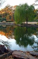 10579 Trees near and reflected in pond